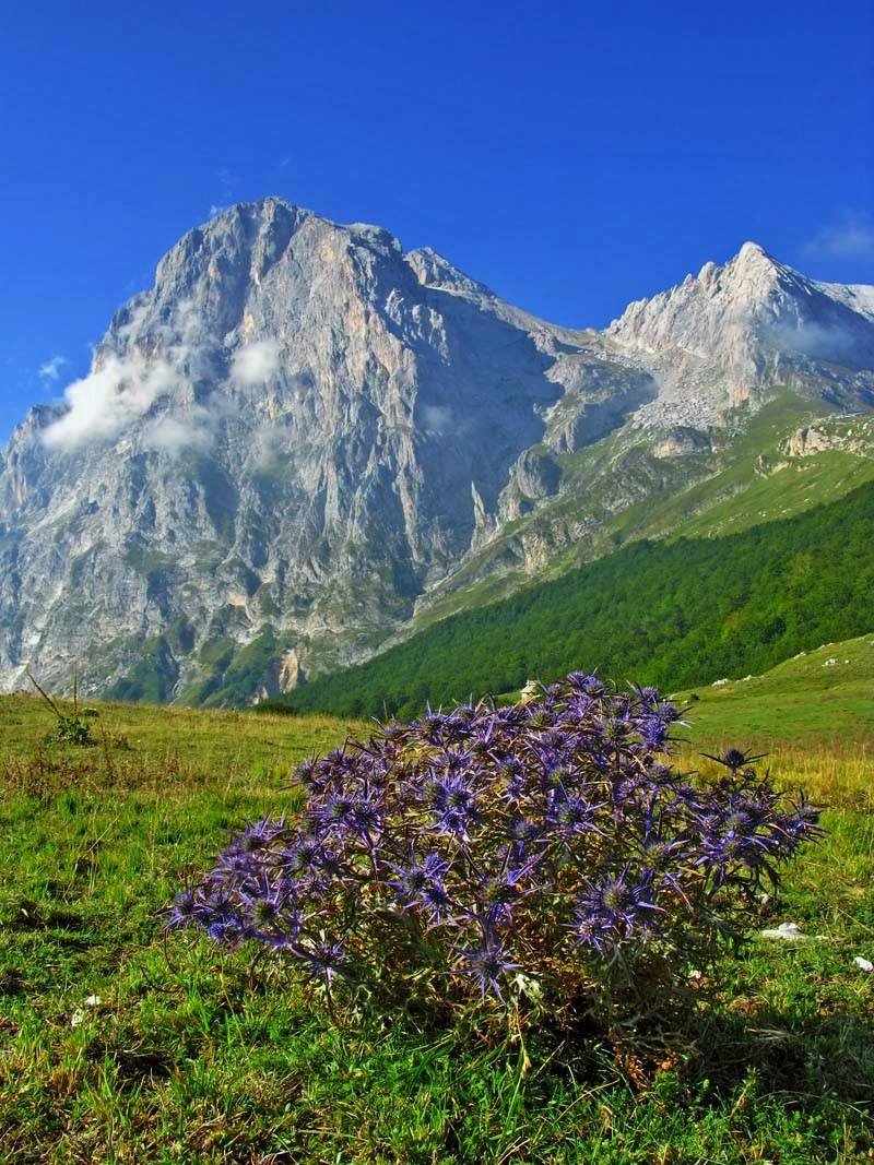 Corno