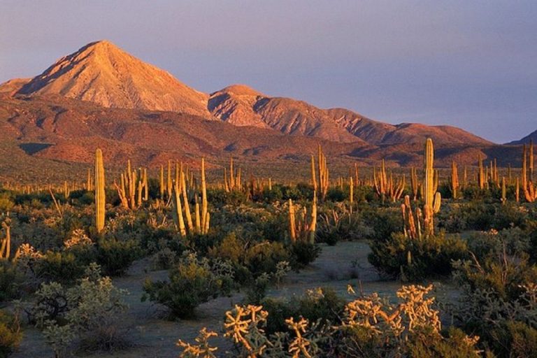 deserto del vizcaino