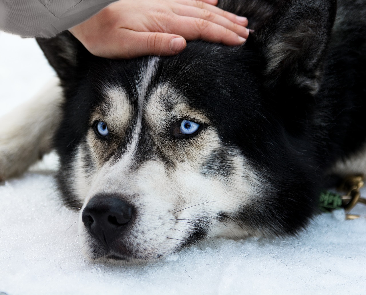husky