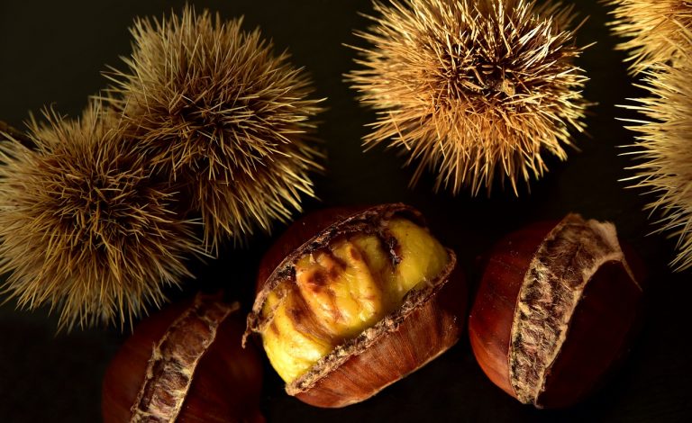 Dove raccogliere castagne in Piemonte con bambini