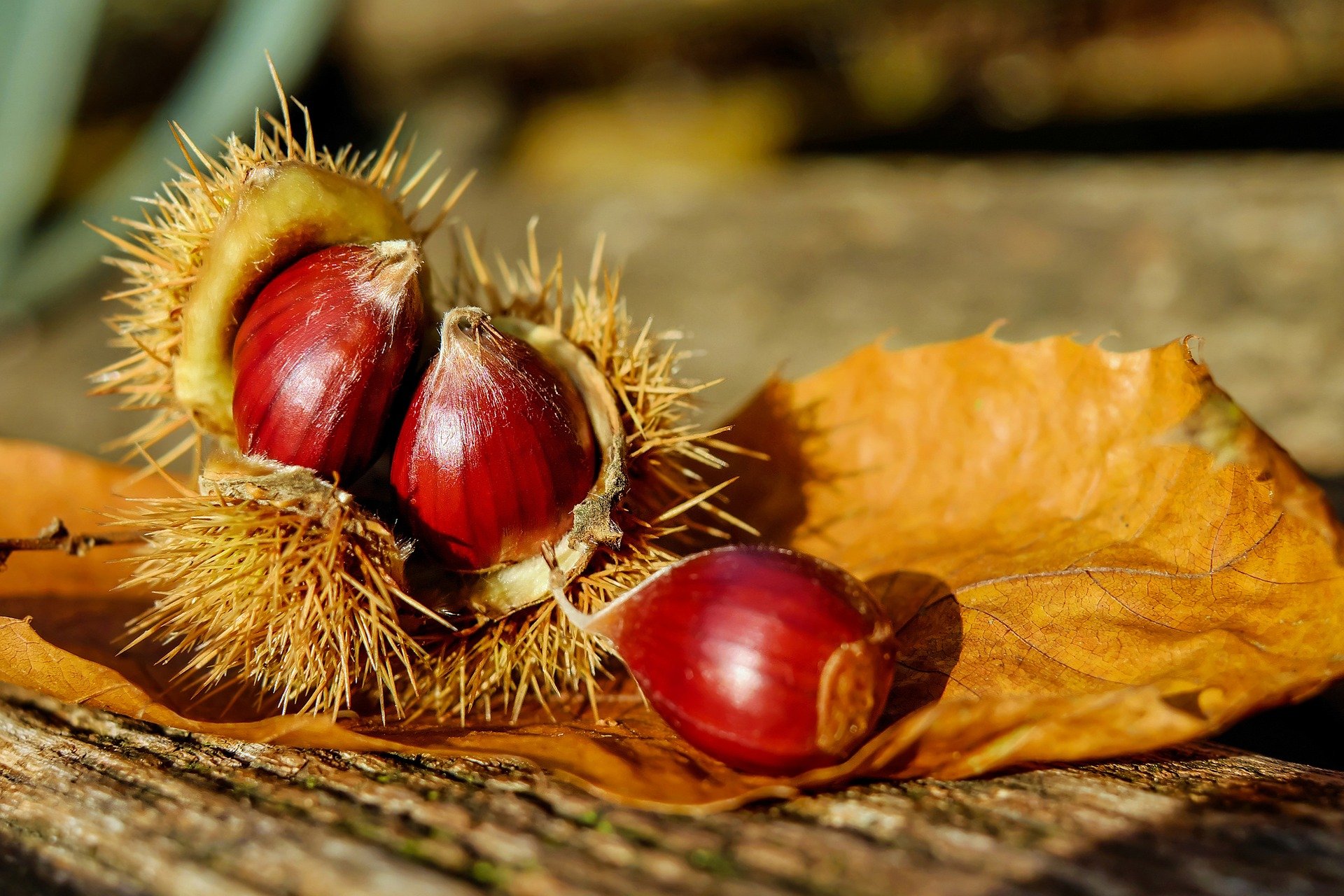 dove raccogliere castagne in trentino