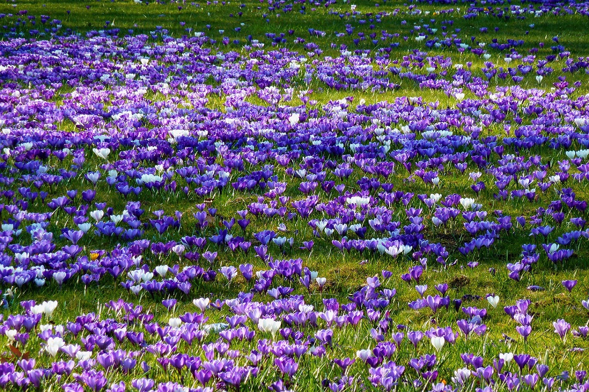 Dove vedere la fioritura dello zafferano