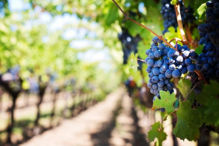 Elenco strade del vino Italia