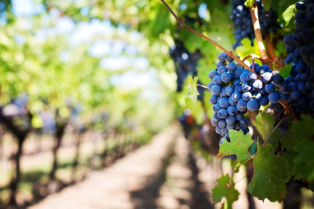 Elenco strade del vino Italia