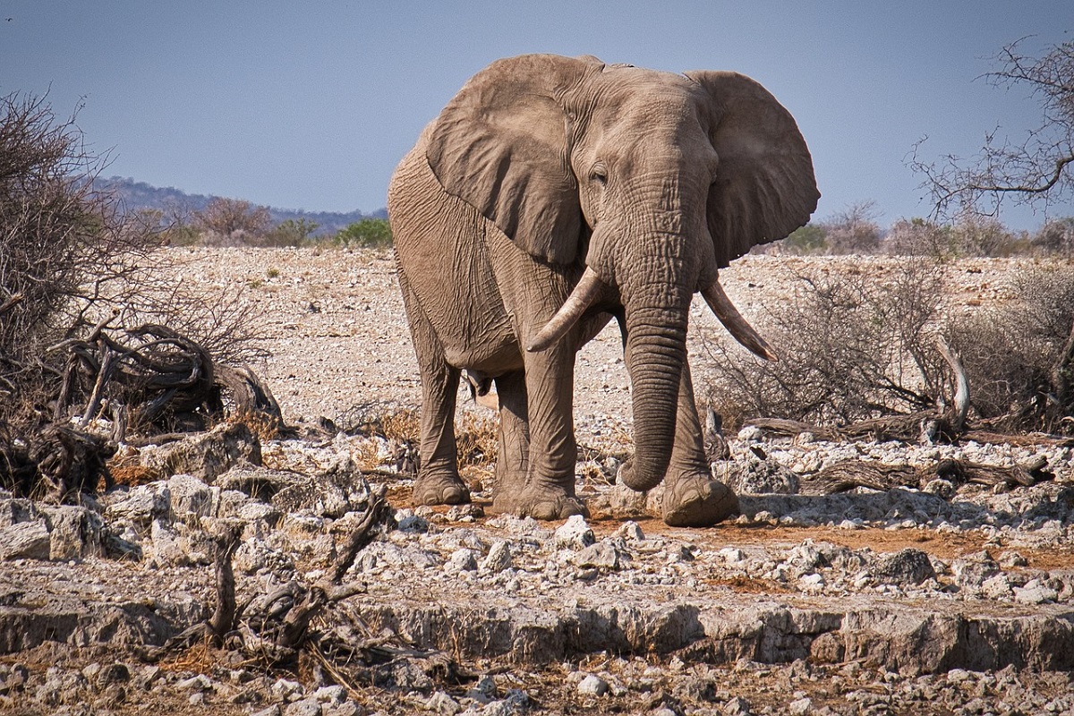 Etosha National Park safari