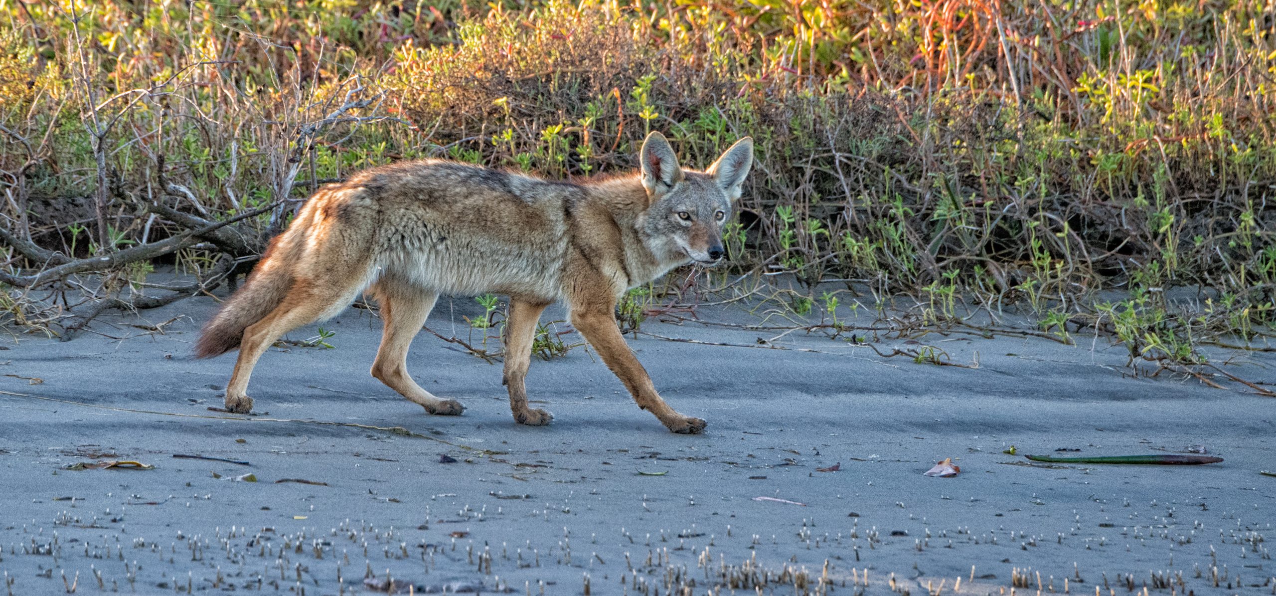 fauna bassa california