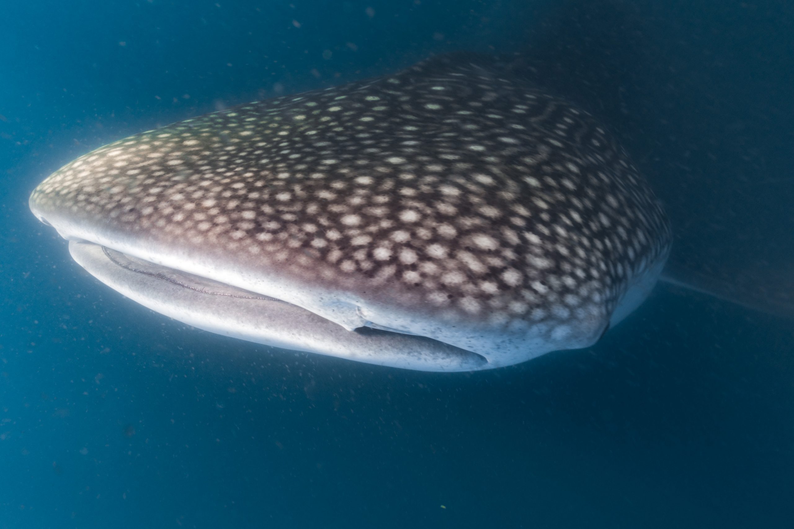 fauna marina