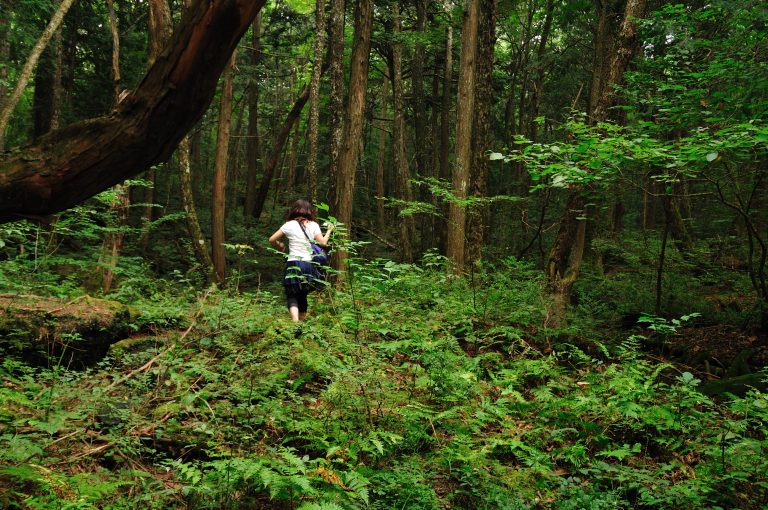 foresta dei suicidi giappone