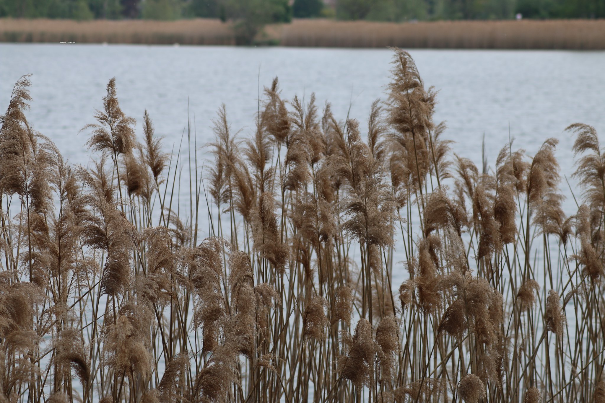 Lago del Segrino passeggiata