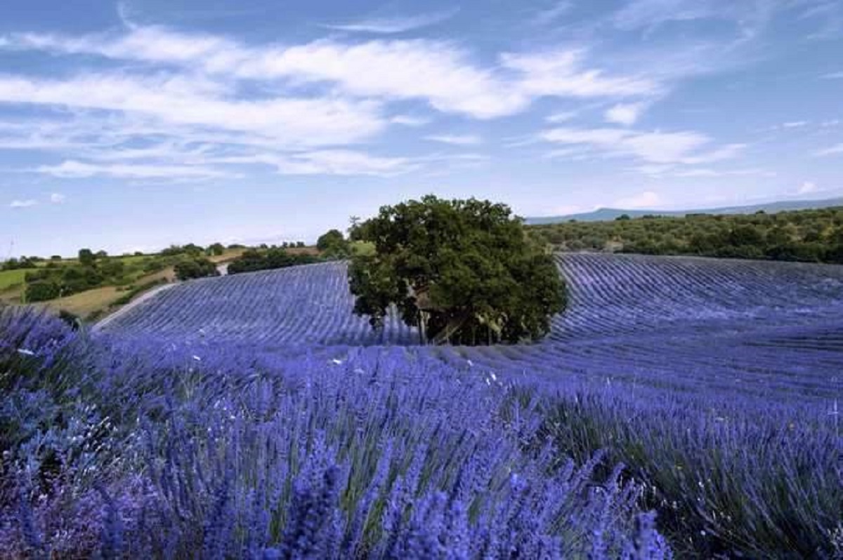 lavanda viterbo