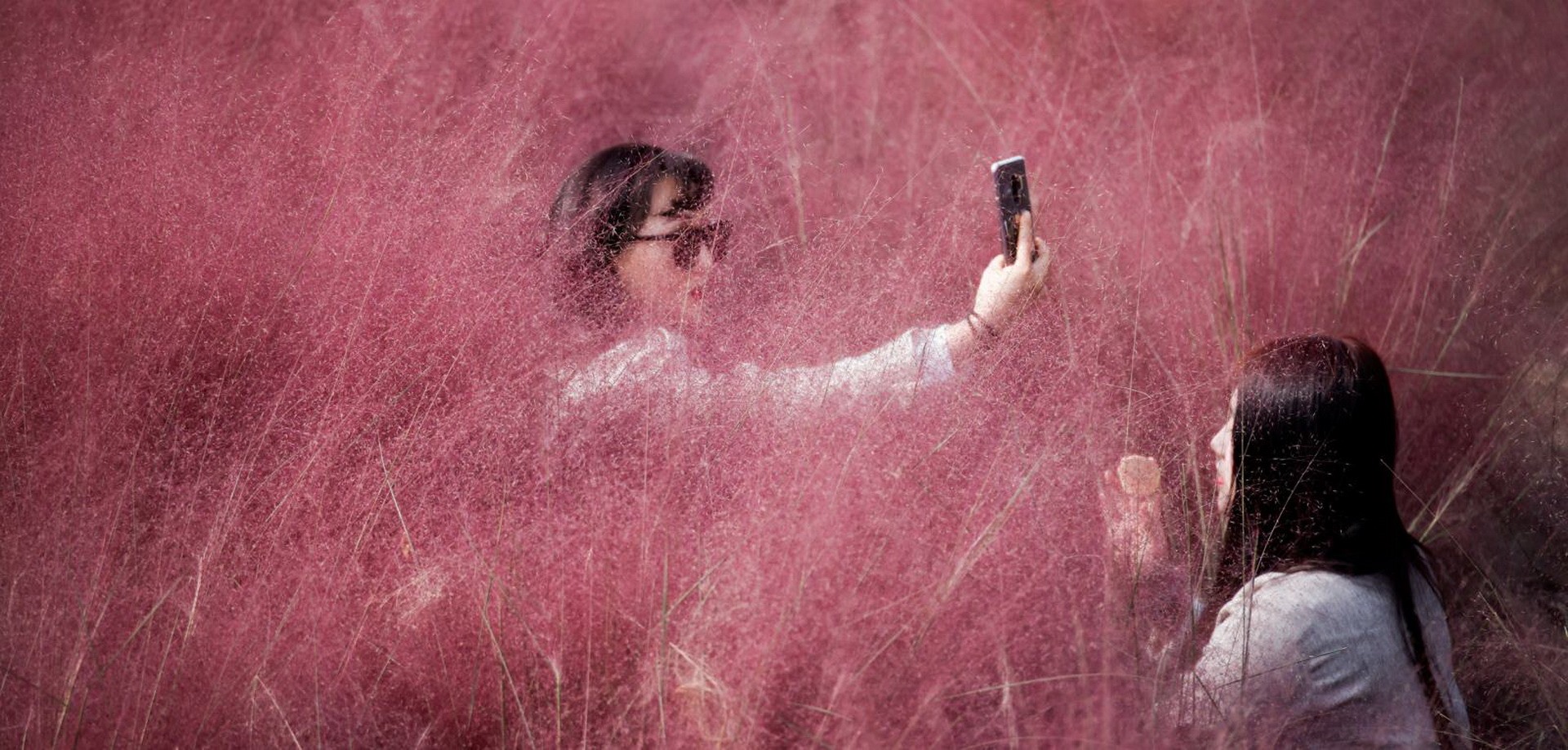 Muhlenbergia capillaris