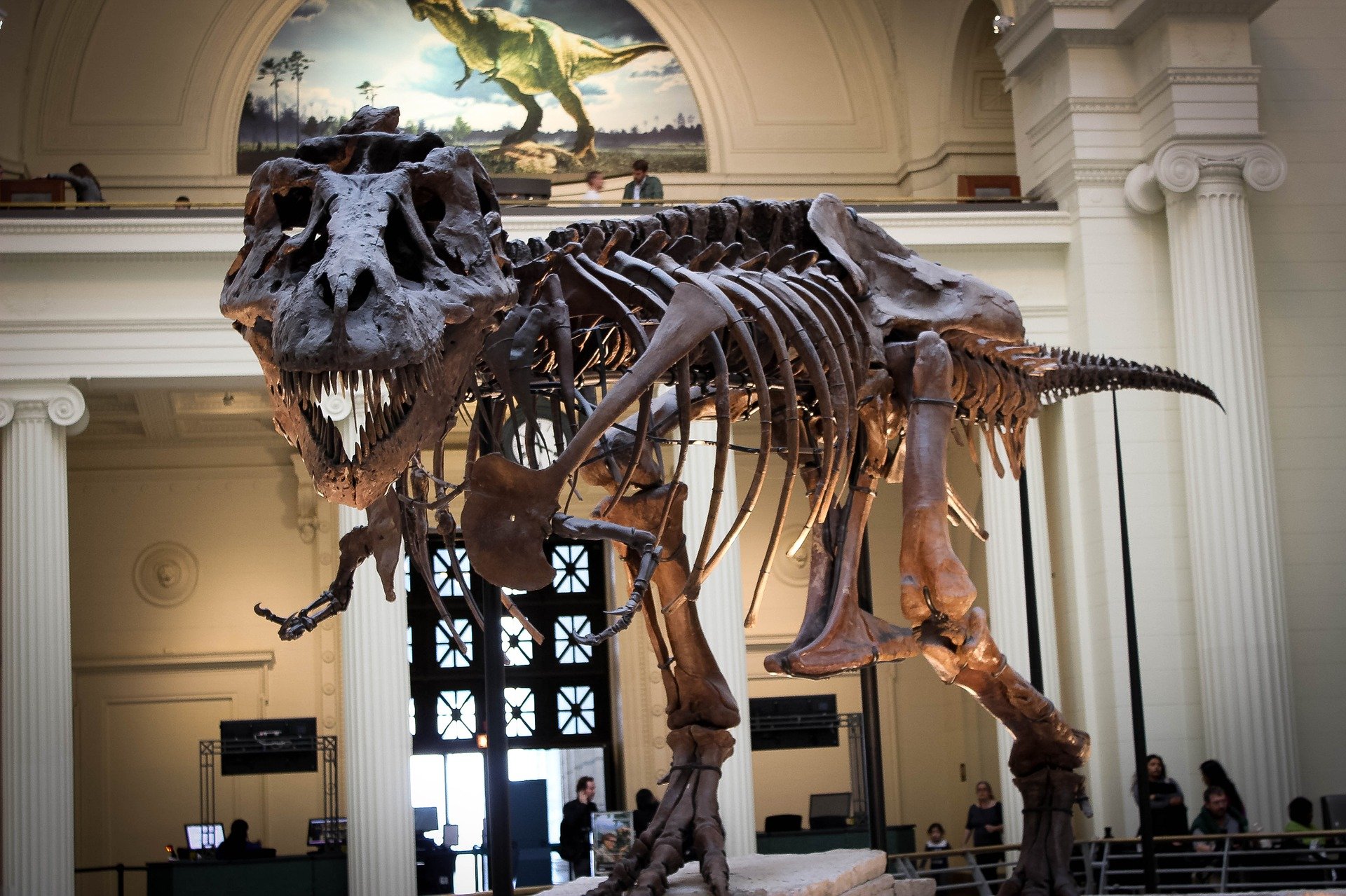 new york t-rex all'asta