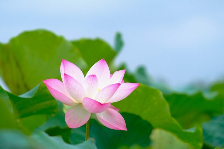 Raccolta dei fiori di loto