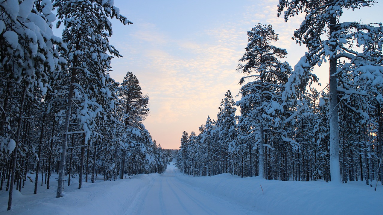 foresta lapponia