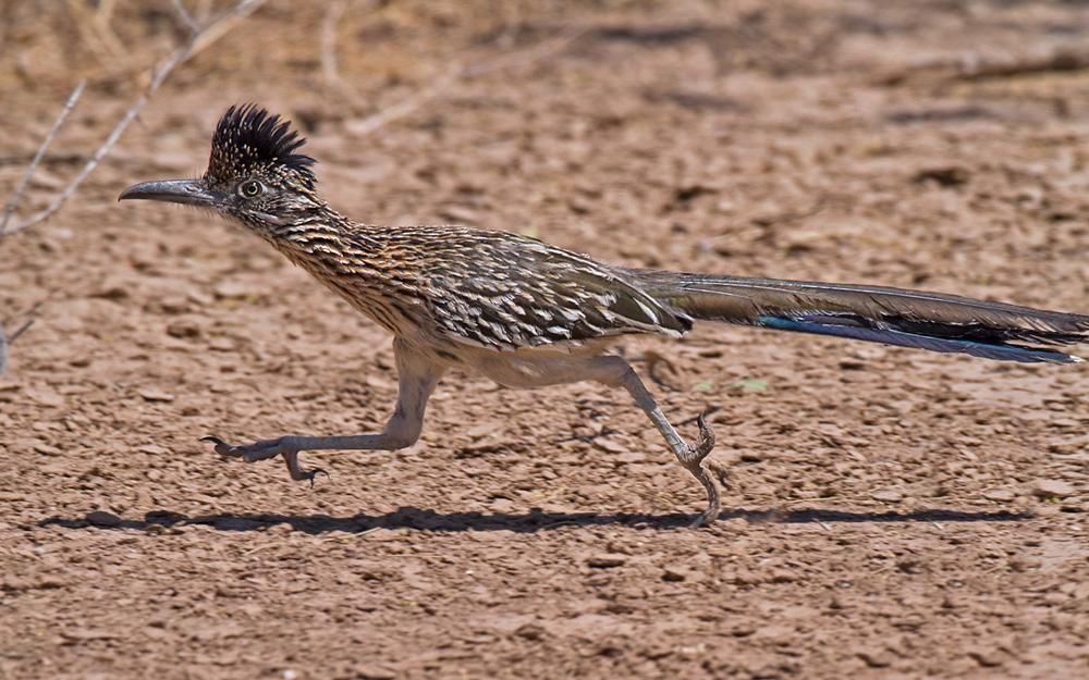 uccelli bassa california