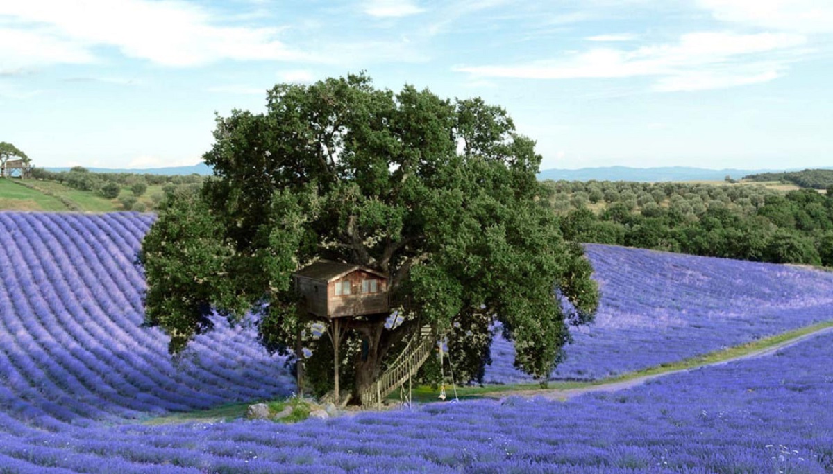 viterbo casa sullalbero lavanda