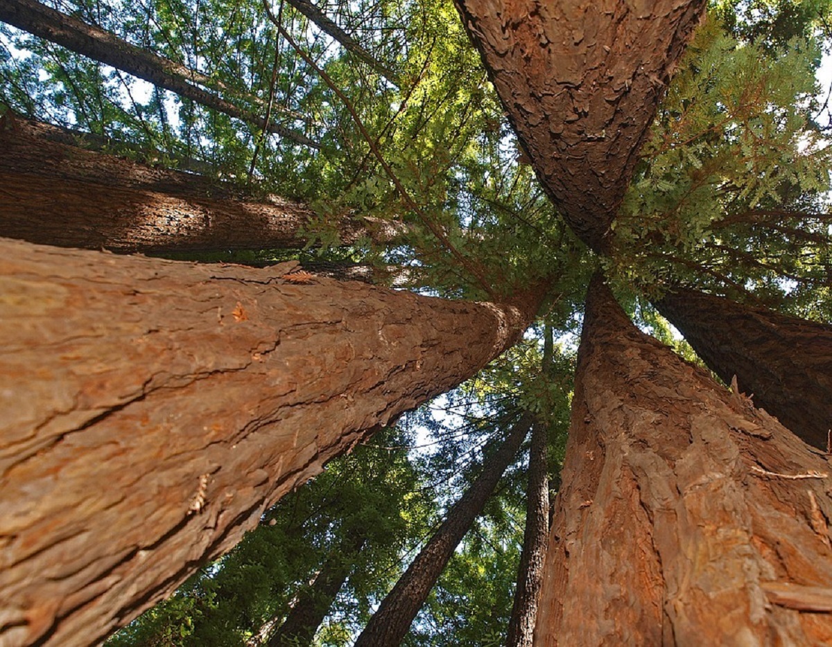 alberi giganti america