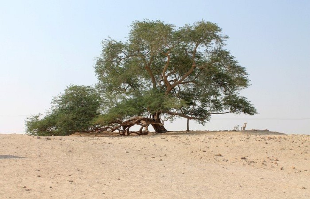 albero bahrain