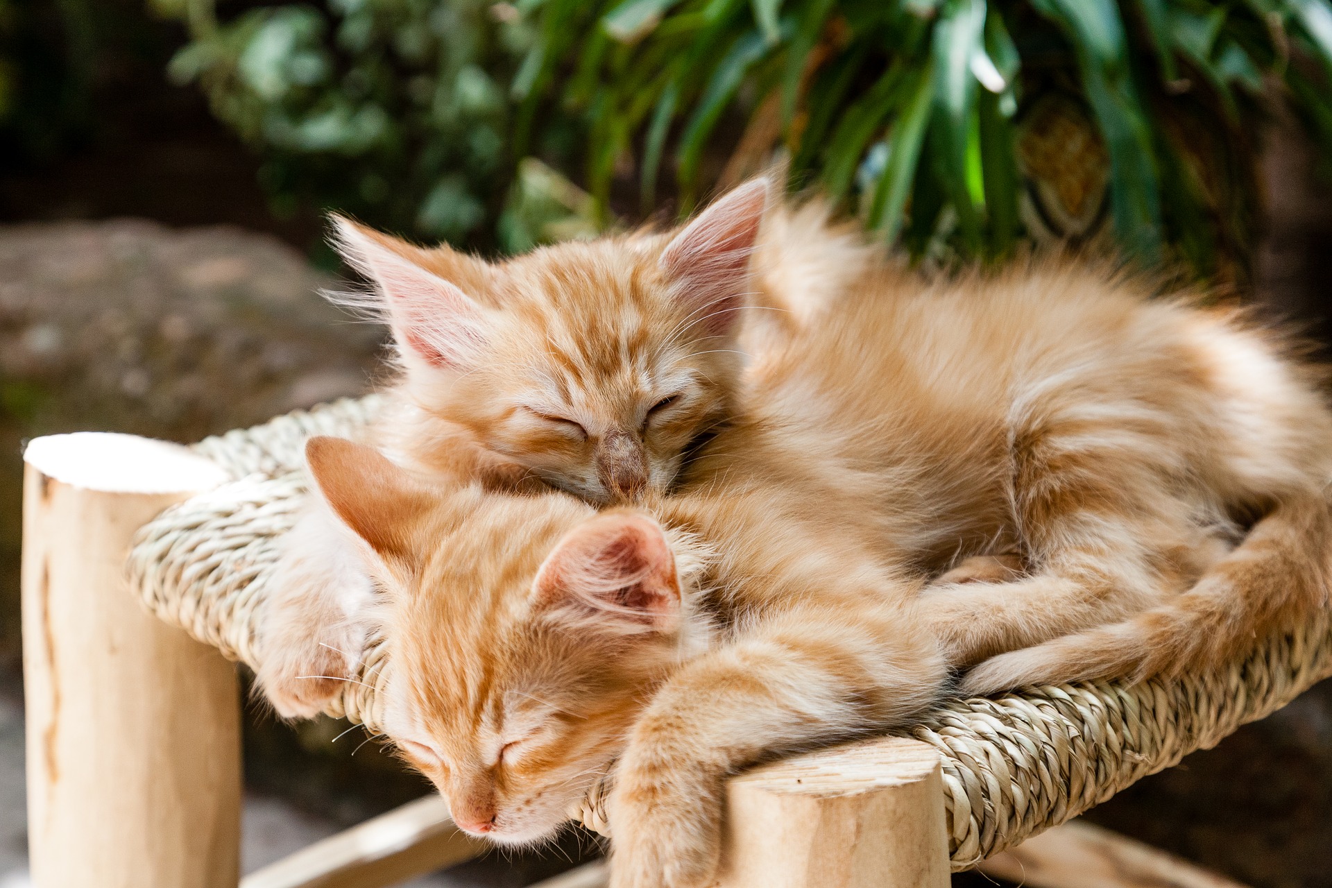 borghi per chi ama i gatti