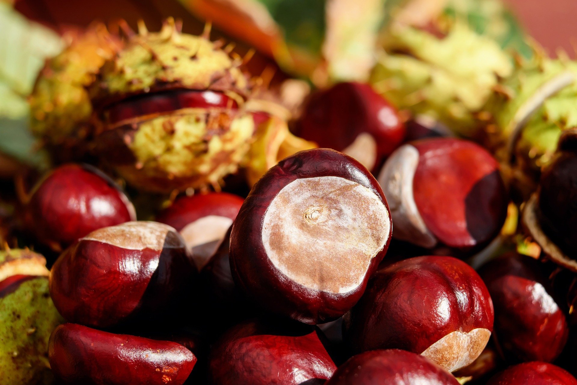 dove raccogliere castagne in emilia romagna