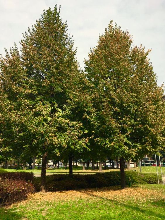 parco della vettabbia milano 4