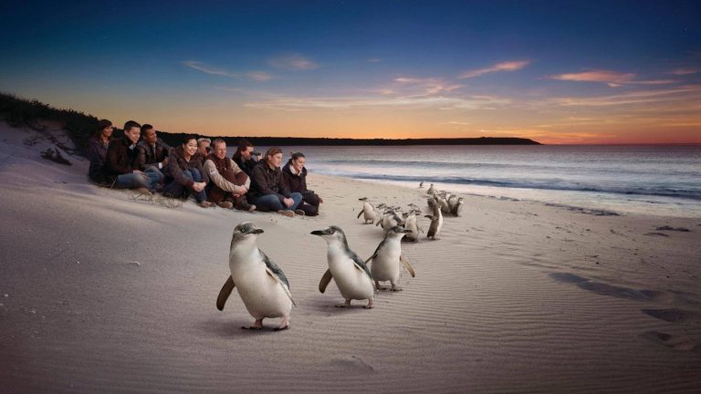 parco naturale phillip island