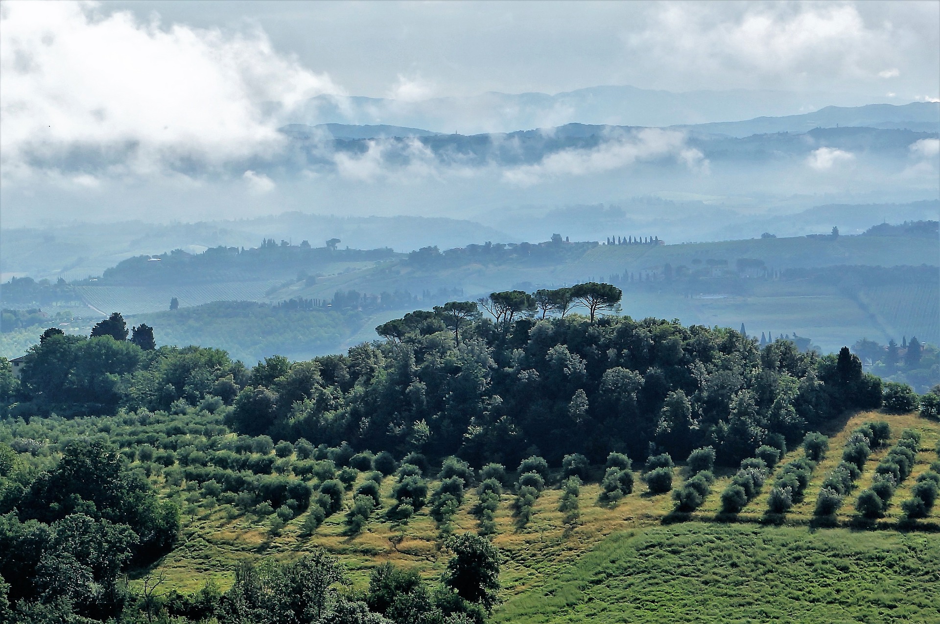 uliveti italia