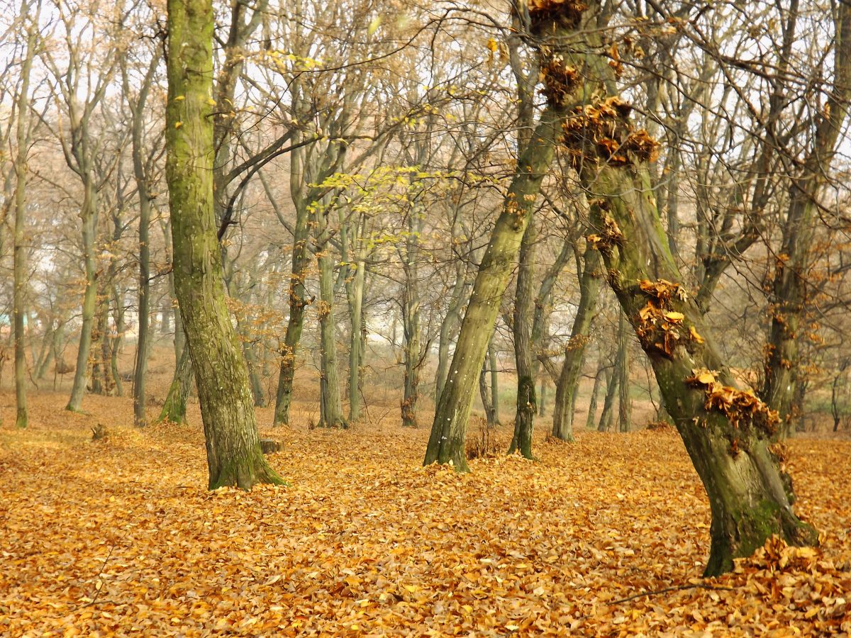 foresta romania