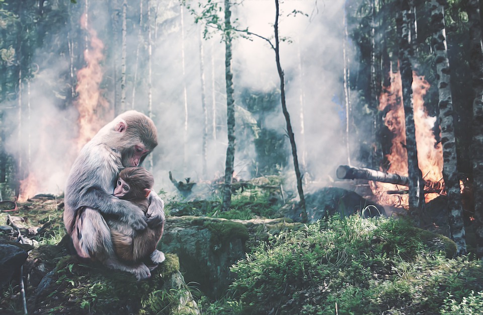 Deforestazione
