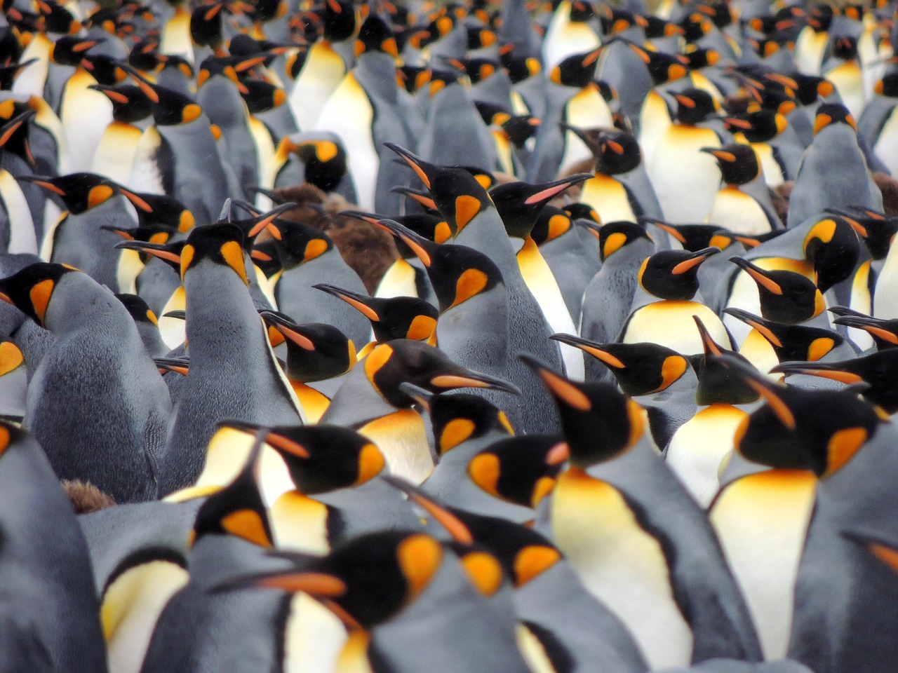 pinguini