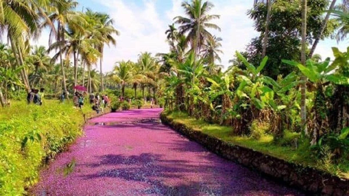 India fiume rosa fiori
