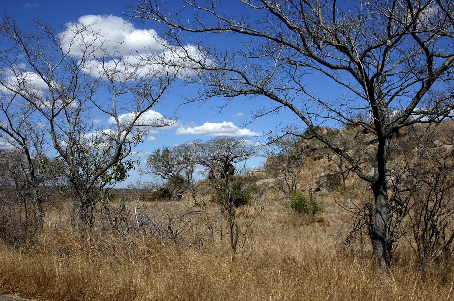 Parco nazionale Kruger