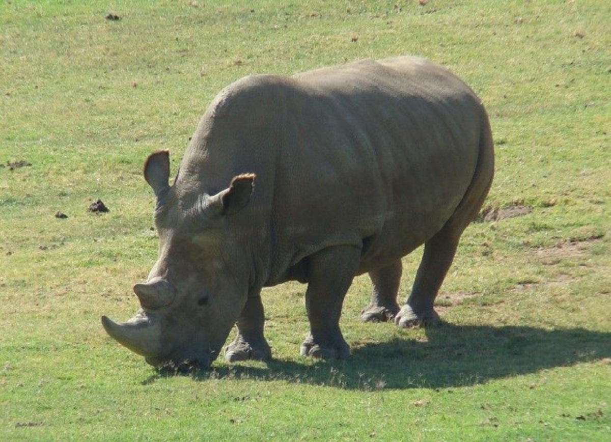 rinoceronte bianco