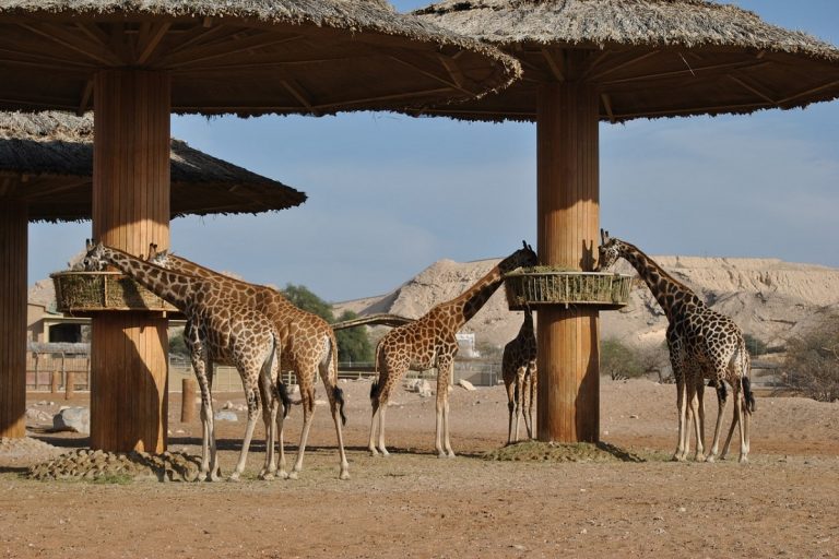 Sudafrica cosa vedere con bambini