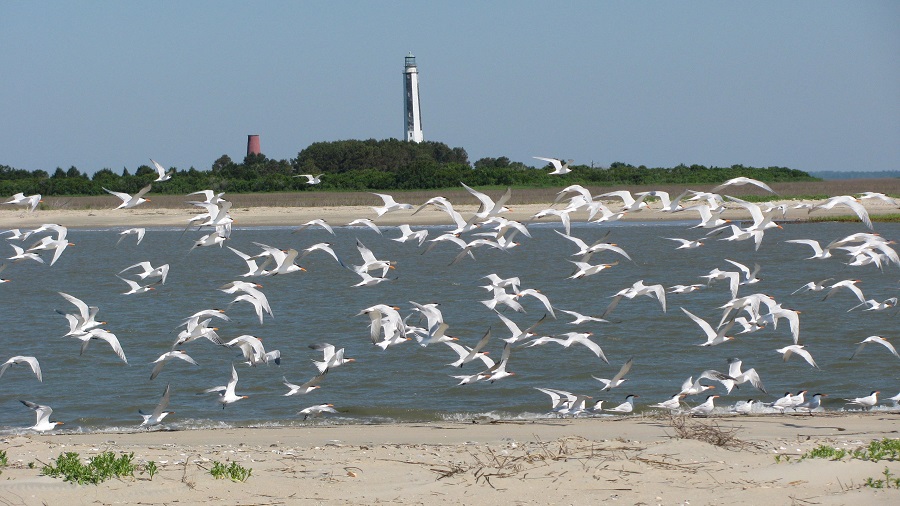 isola usa