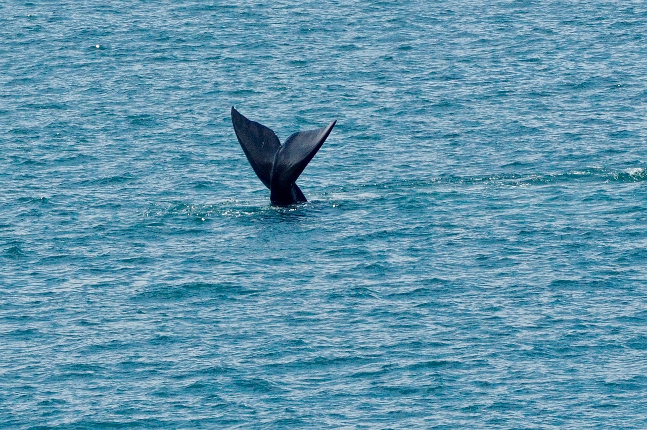Hermanus
