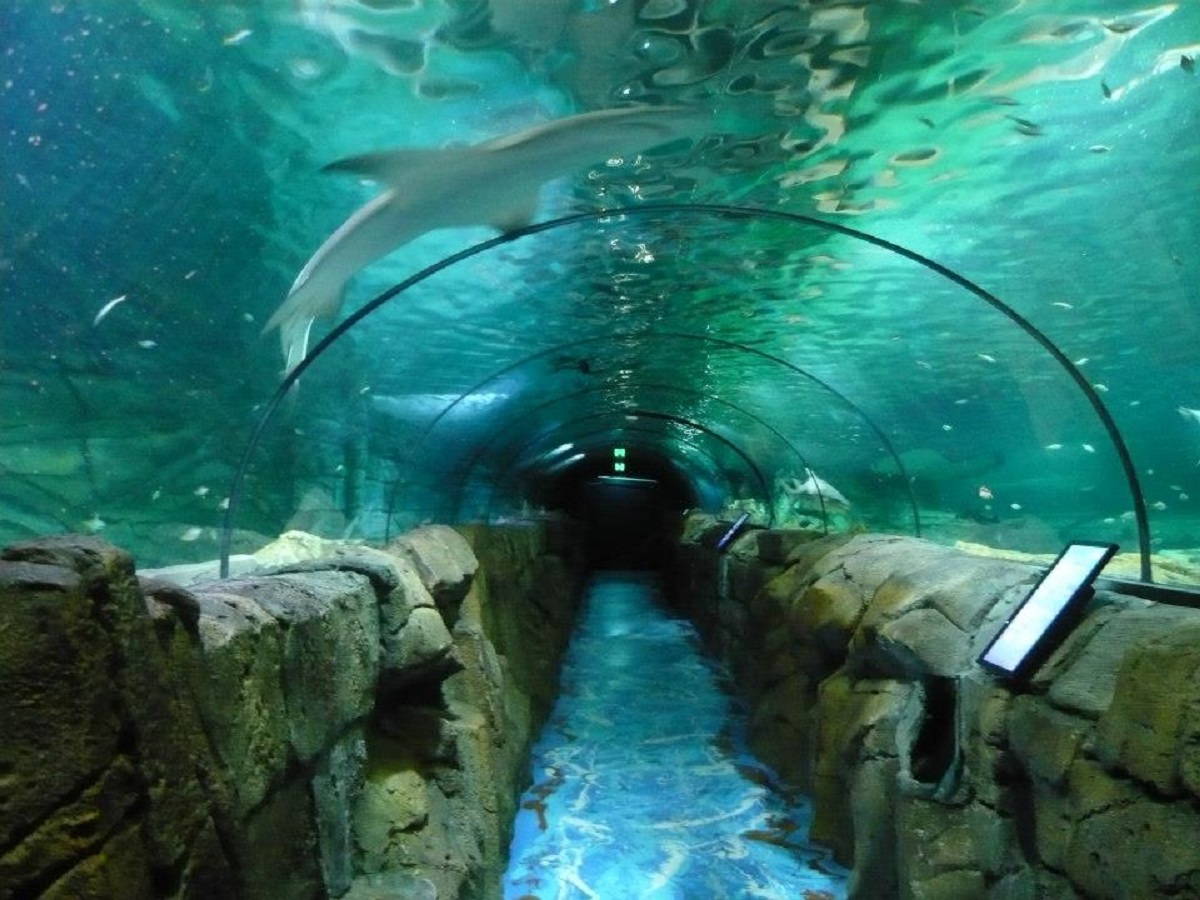 acquario di sydney