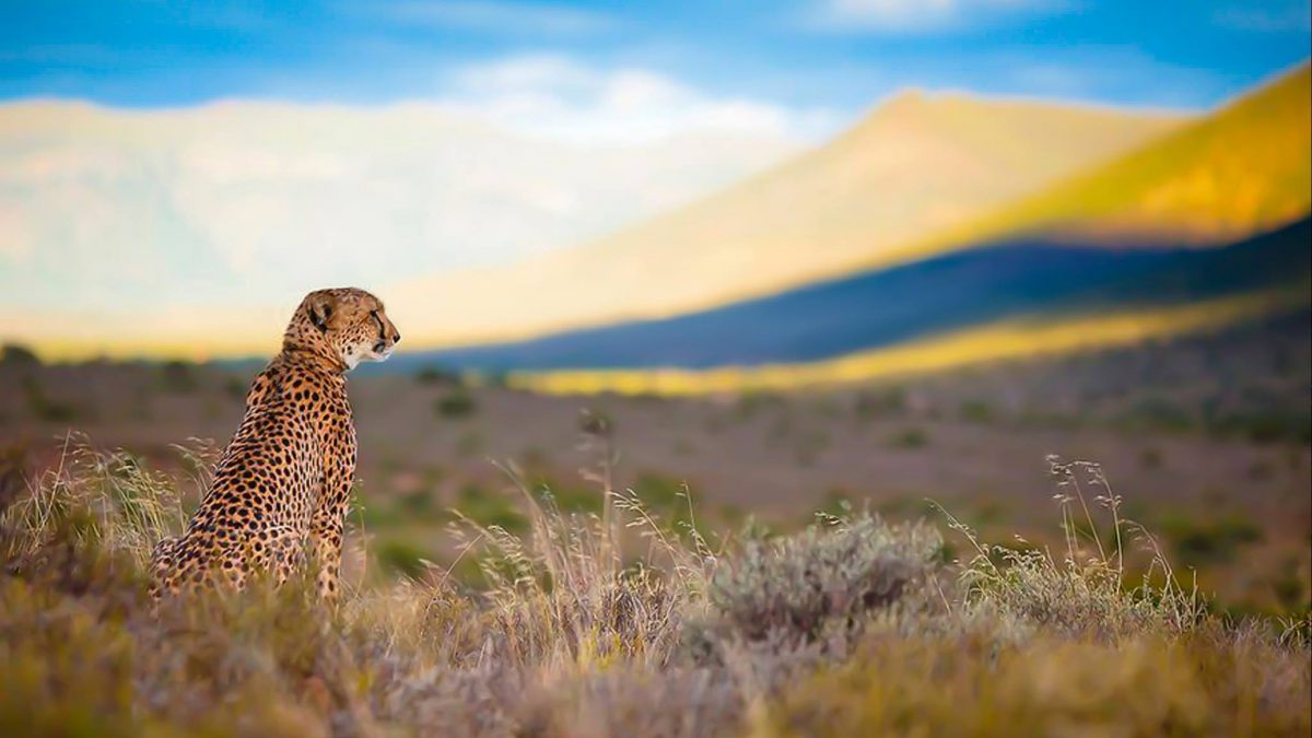 animale selvatico