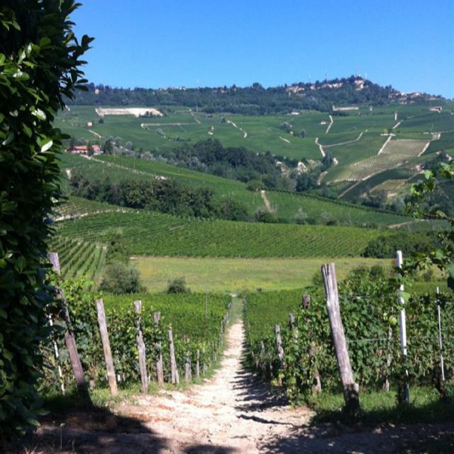 barolo vigneti