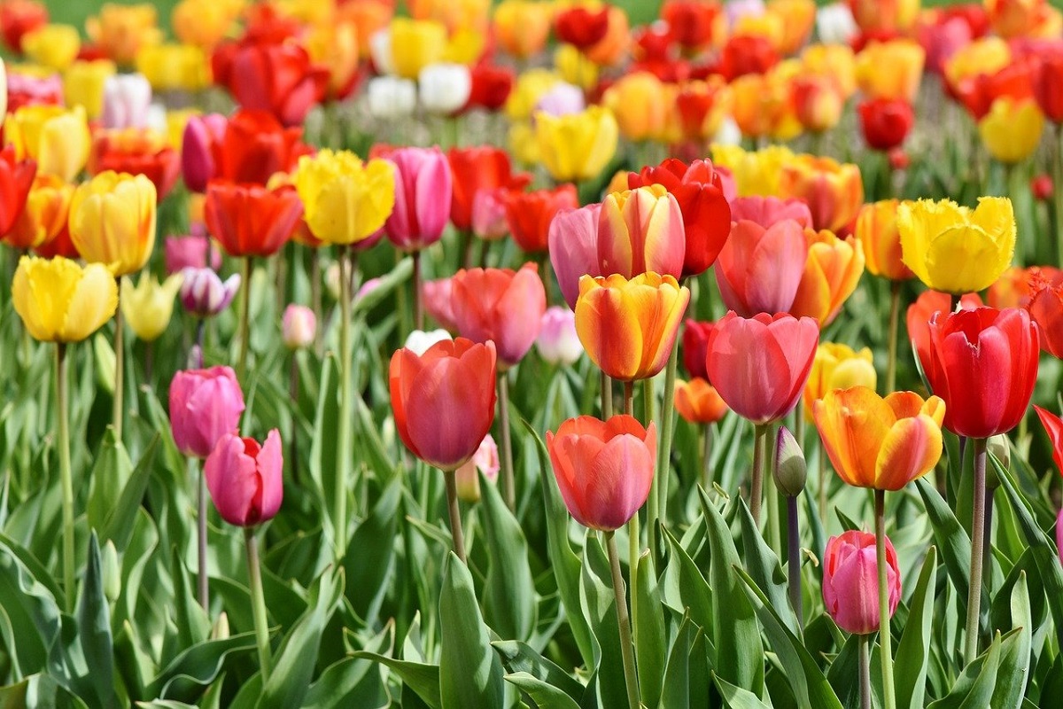 Campo tulipani Brianza