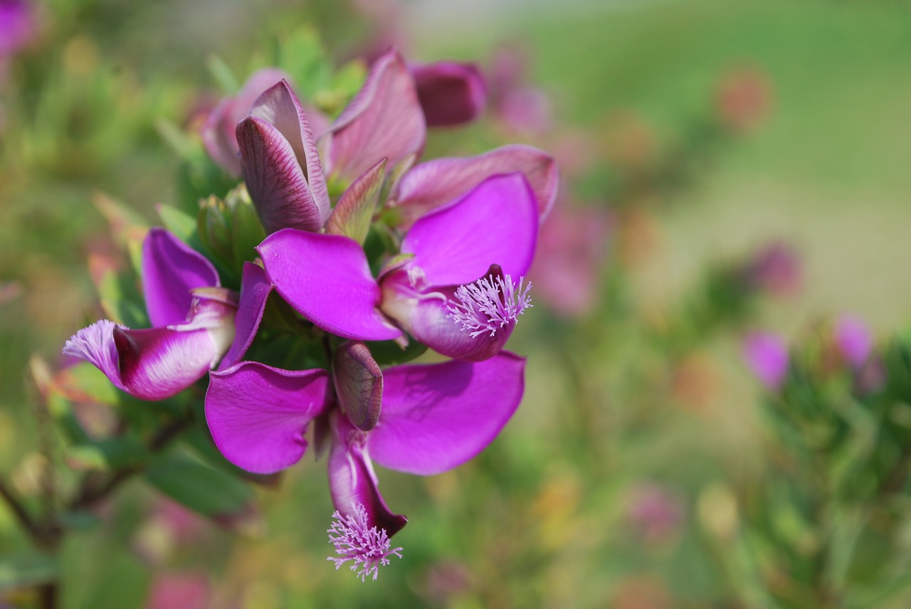orchidee cipro
