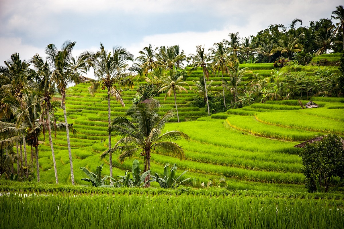 Risaie Indonesia