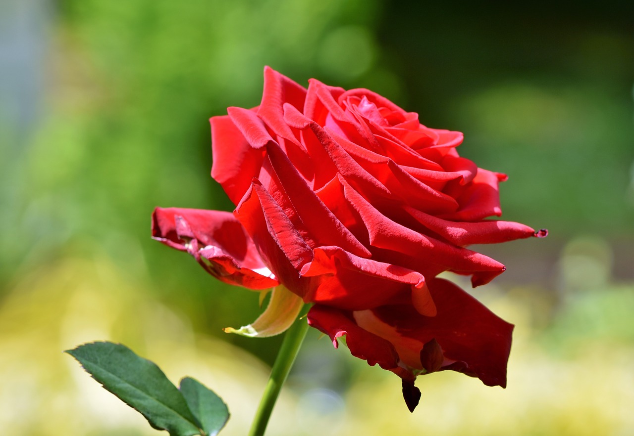 Diada de Sant Jordi