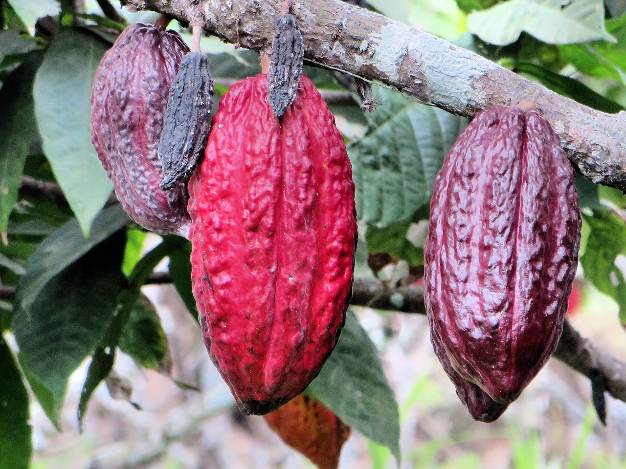 cacao in Perù