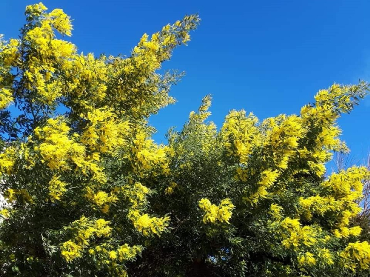 mimosa