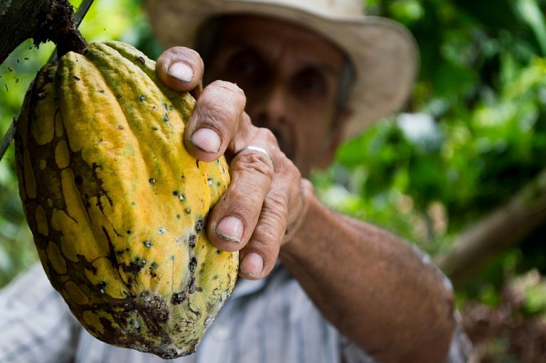 Perù piantagioni cacao