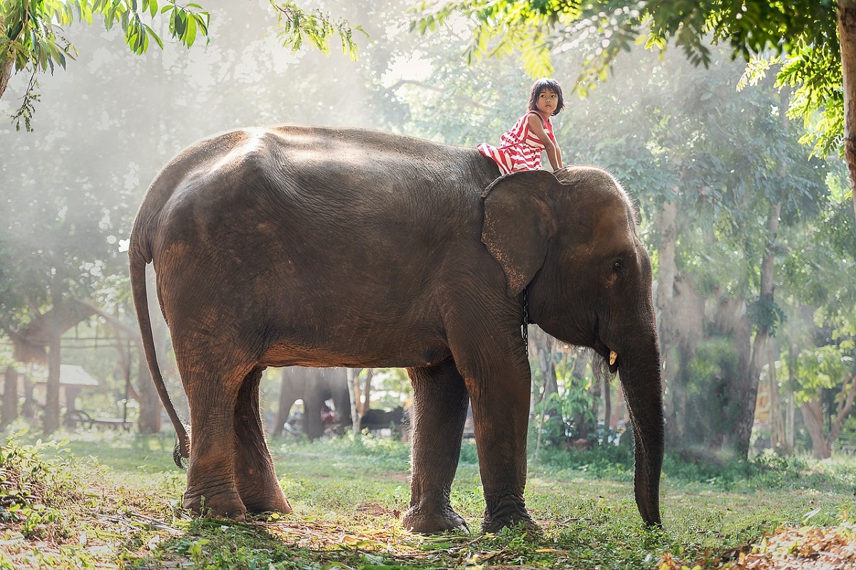 Surin Thailandia elefanti