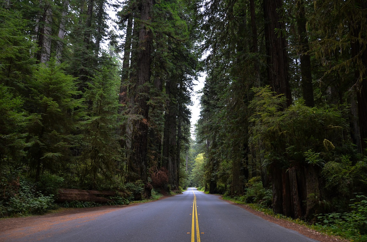Sequoia National Park