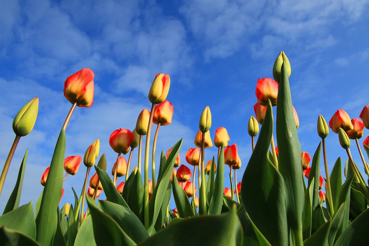 Tulipark Bologna prezzi come funziona dove si trova