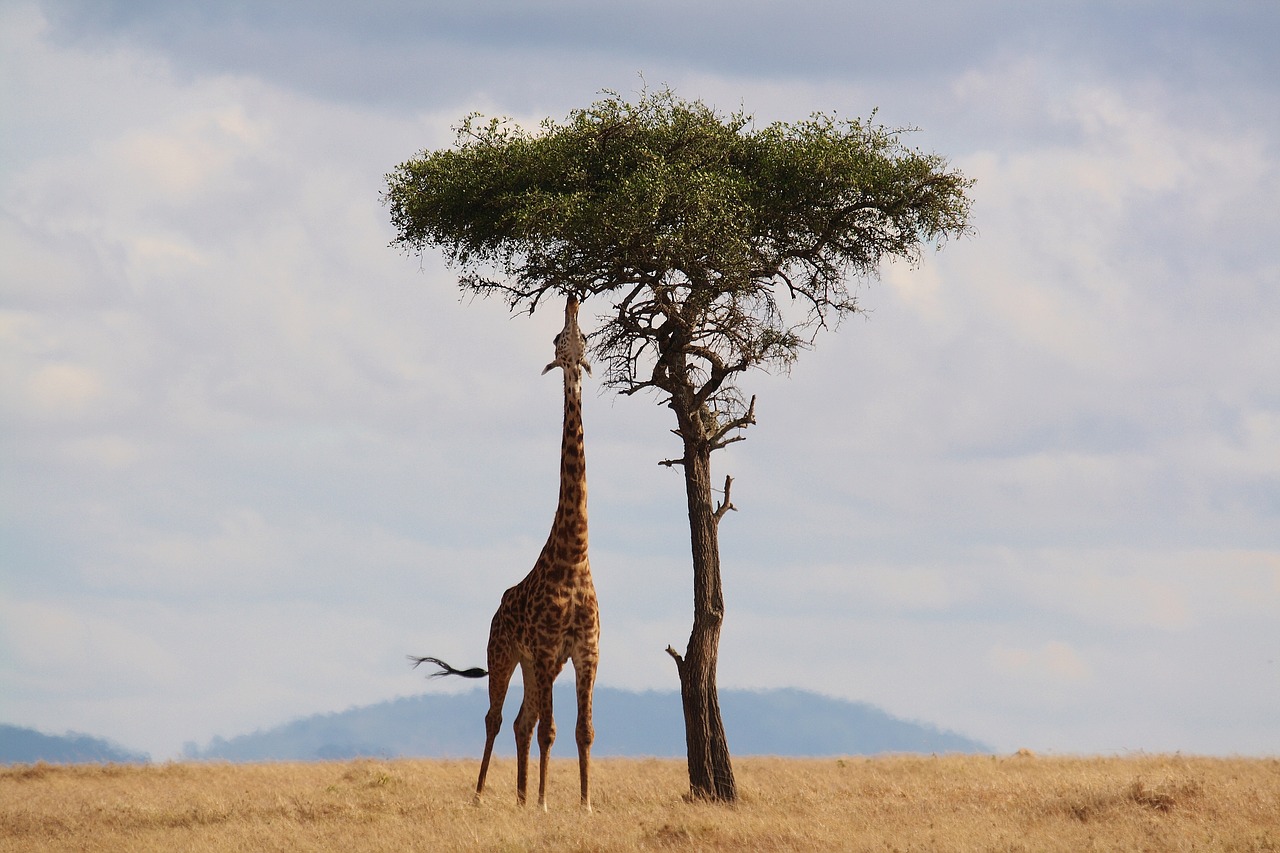 giraffe-2191662_1280